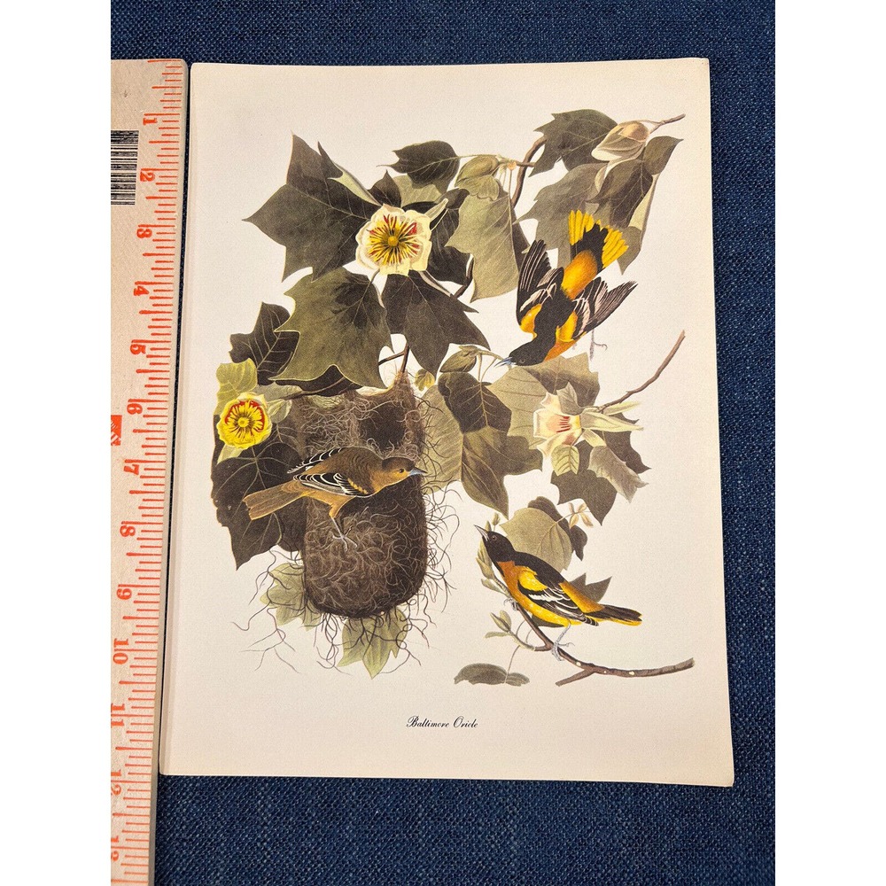 Audubon Birds of America Baltimore Oriole Roger Tory Peterson Lithograph Print